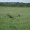 Napping Calf
