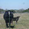 The new calf
