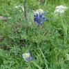 The start of the bluebonnets.  There are many that have not bloomed yet.